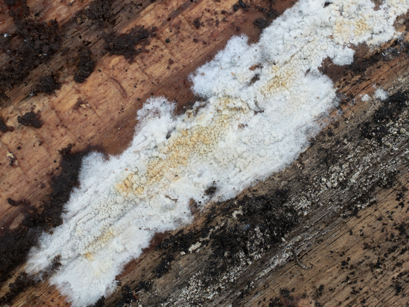 Ceraceomyces eludens